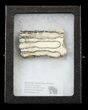 Mammoth Molar Slice - South Carolina #44097-1